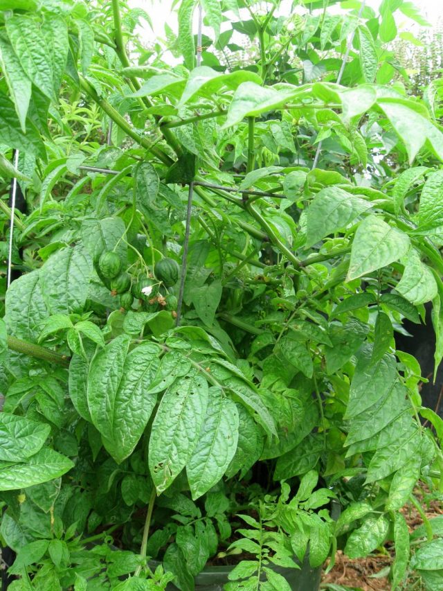 Тзимбало, или Паслен карипенс (Solanum caripense)