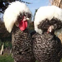 Голландская белохохлатая порода кур