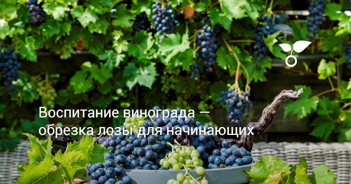 Подготовка винограда к зиме — Приусадебное виноградарство Беларуси