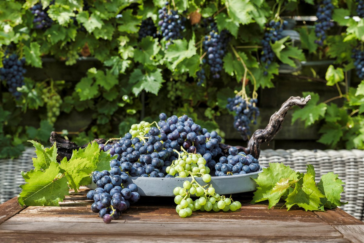 Воспитание винограда — обрезка лозы для начинающих. Фото — Ботаничка