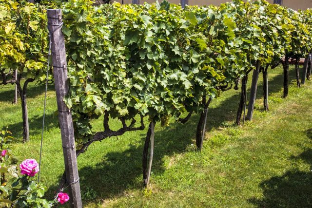 Вертикальное плоское размещение куста винограда с подходом с двух сторон — самое удобное для обработкиВертикальное плоское размещение куста винограда с подходом с двух сторон — самое удобное для обработки