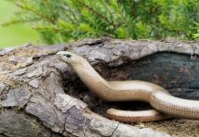 Ящерицы похожие на змей — веретеница и желтопузик