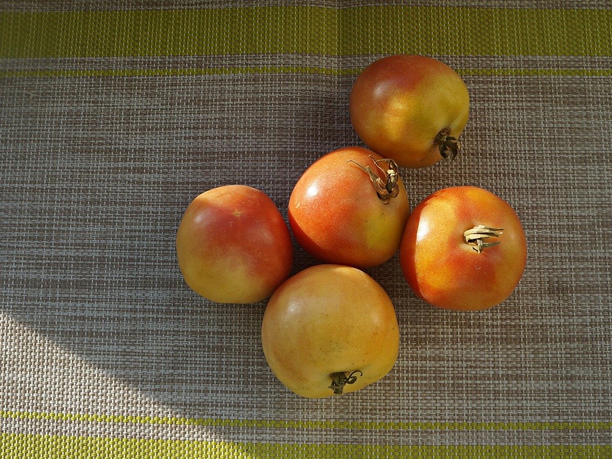 Зимние сорта томатов, которые у меня сохранились в свежем виде до весны.  Описание, фото — Ботаничка