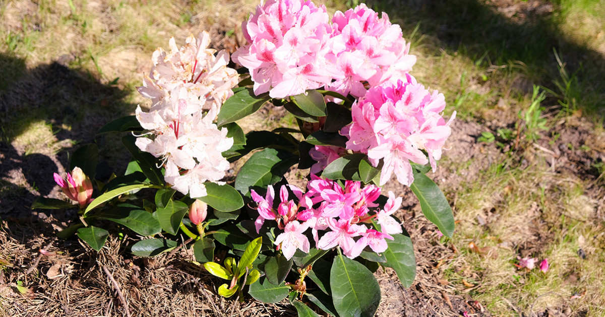 Посадка рододендрона весной в открытый. Рододендрон Блум чемпион. Рододендрон в Сибири. Rhododendron (AK) 'Kilian'.
