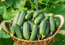 5 шагов к ранним огурцам