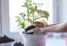 Что делать с комнатными цветами, которые вам подарили?