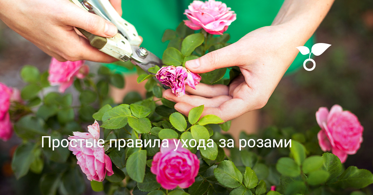 Как ухаживать за розами весной: 7 полезных советов