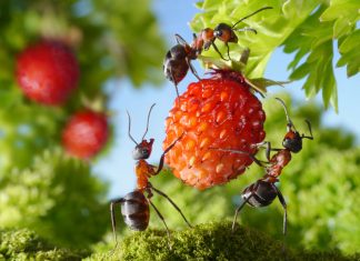 Сила и хитрость «Великого Воина» — муравьи отступают и сдаются