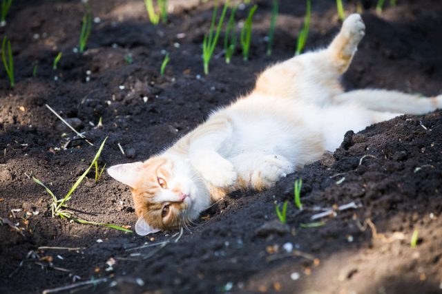 Кошки предпочитают ходить по мягкой рыхлой почве или лежать на ней