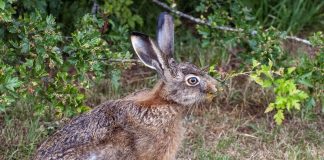 Как защитить участок от набегов зайцев?