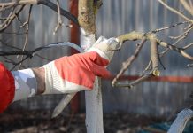 Чтобы подготовить раствор нам необходимы: мел или известь, клеящая основа, фунгицид