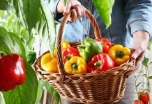 Какие сладкие перцы самые полезные, и что о плодах расскажет их цвет?