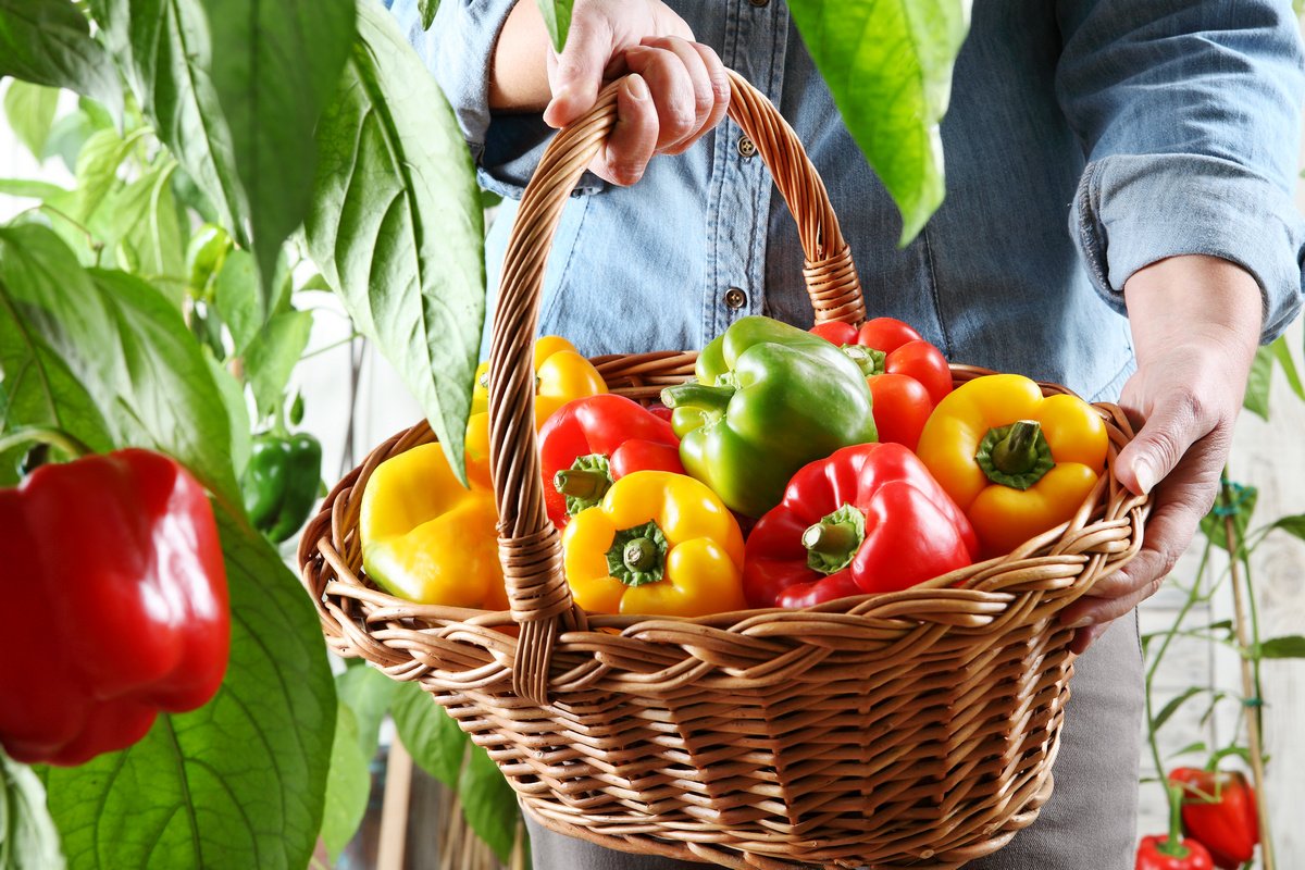 Какие сладкие перцы самые полезные, и что о плодах расскажет их цвет?Особенности выращивани и употребления. Фото — Ботаничка