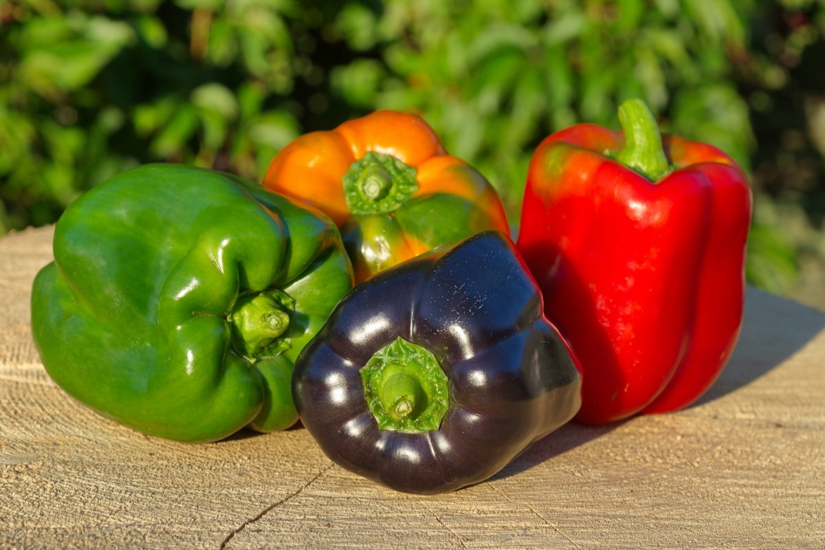 Какие сладкие перцы самые полезные, и что о плодах расскажет их цвет?Особенности выращивани и употребления. Фото — Ботаничка