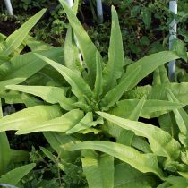 Спаржевый, или стеблевой салат (Lactuca sativa var. angustata)