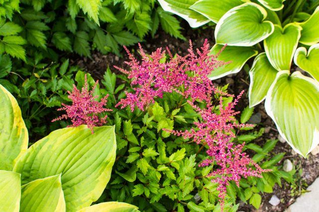 Яркие цветки и резная листва астильбы резко контрастирует с обликом хосты