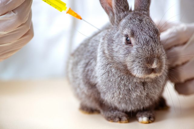 Кроликам необходимо делать вакцинацию от миксоматоза и геморрагической болезни кроликов