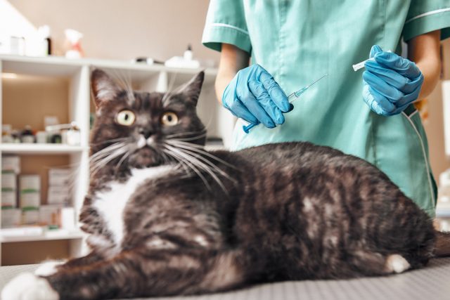Даже кошкам, не выходящим из дома, нужна вакцинация