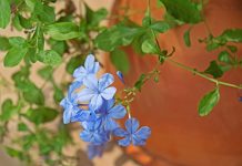 Почему не цветет комнатная свинчатка?