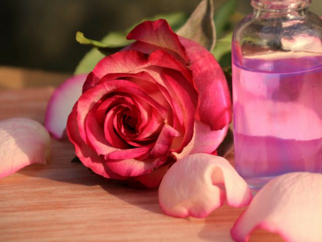 Как только начнут отцветать розы, можно из лепестков сделать ароматную воду