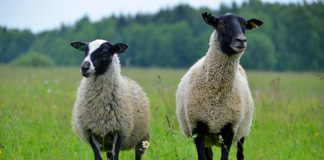 Романовские овцы — особенности породы и содержания