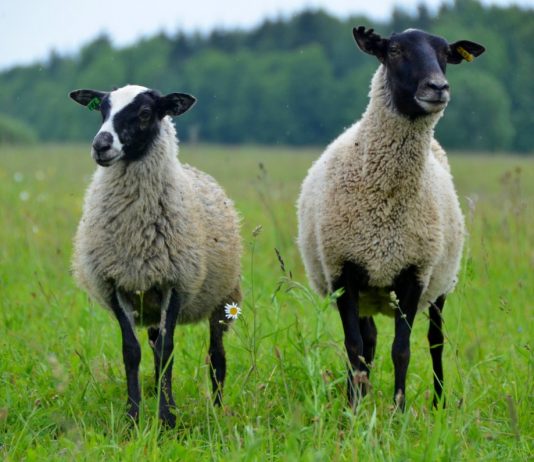Романовские овцы — особенности породы и содержания