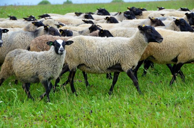 Во время содержания на пастбище летом необходимо обеспечить овцам чистую воду 2-3 раза в день