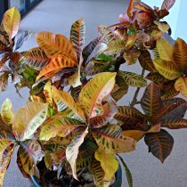 Кодиеум пестрый (Codiaeum variegatum)