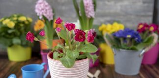 10 типичных проблем с цветением комнатных растений и их решения