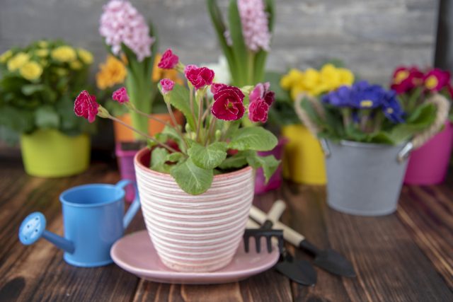 10 типичных проблем с цветением комнатных растений и их решения