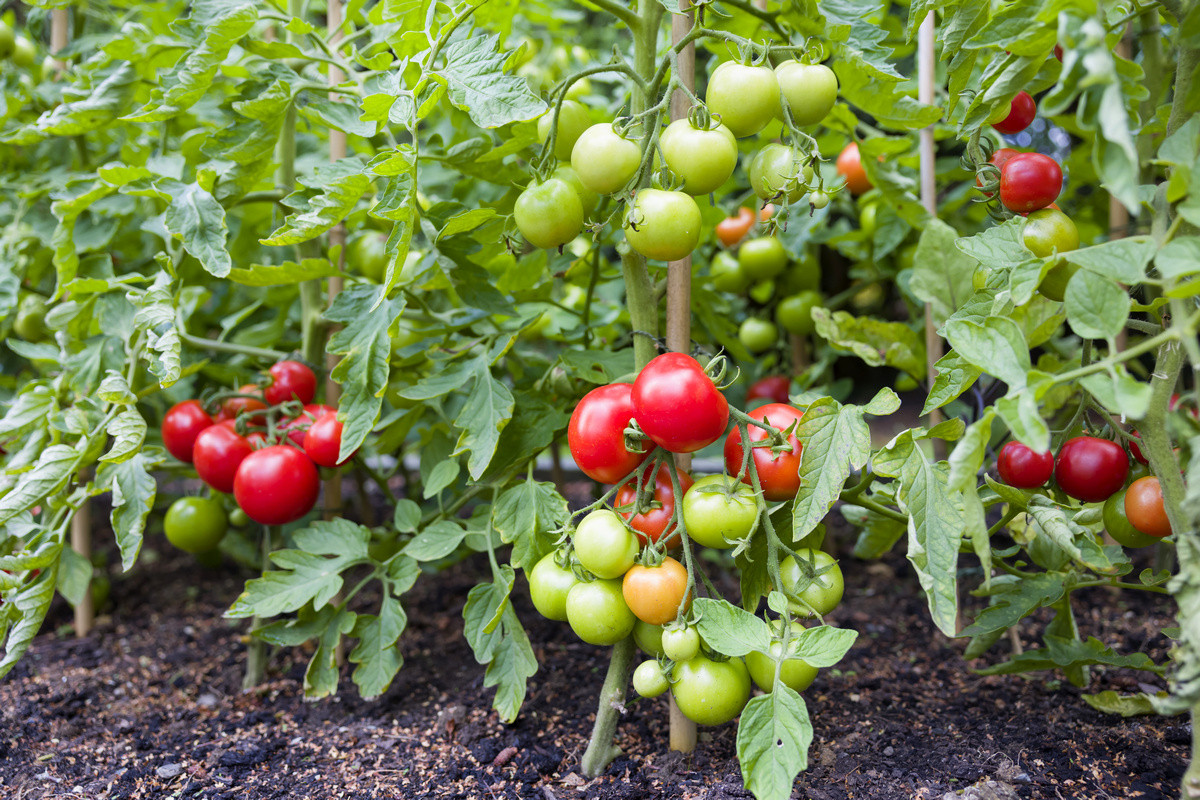 15 секретов выращивания томатов в открытом грунте. Полив, мульча,подкормки. Фото — Ботаничка