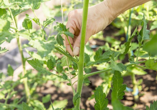 Пасынкование повышает качество урожая томатов