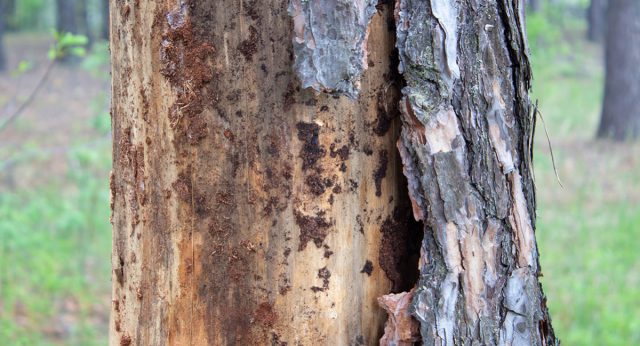 Дерево, которое пожирают короеды, начинает проявлять признаки болезни