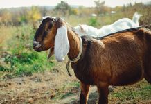 6 самых популярных восточных пород коз и особенности их содержания