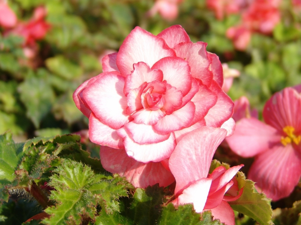 Бегония клубневая «Бутон де Роз» (Begonia Tuberhybrida 'Bouton de Rose')