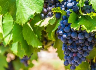 Как сажать виноград весной — правила для начинающих