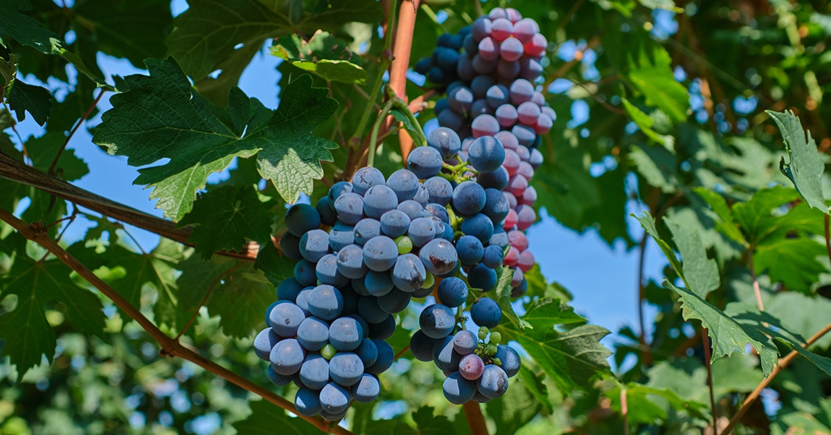 Как сажать виноград весной — правила для начинающих — Ботаничка