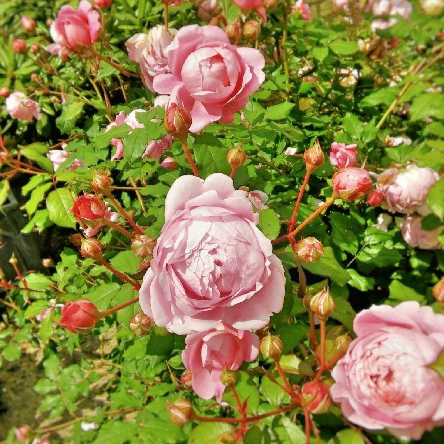 Роза английская кустовая «Алан Титчмарш» (Rose 'Alan Titchmarsh')