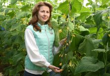 Удачный посол — выбираем огурчики для засолки и маринования