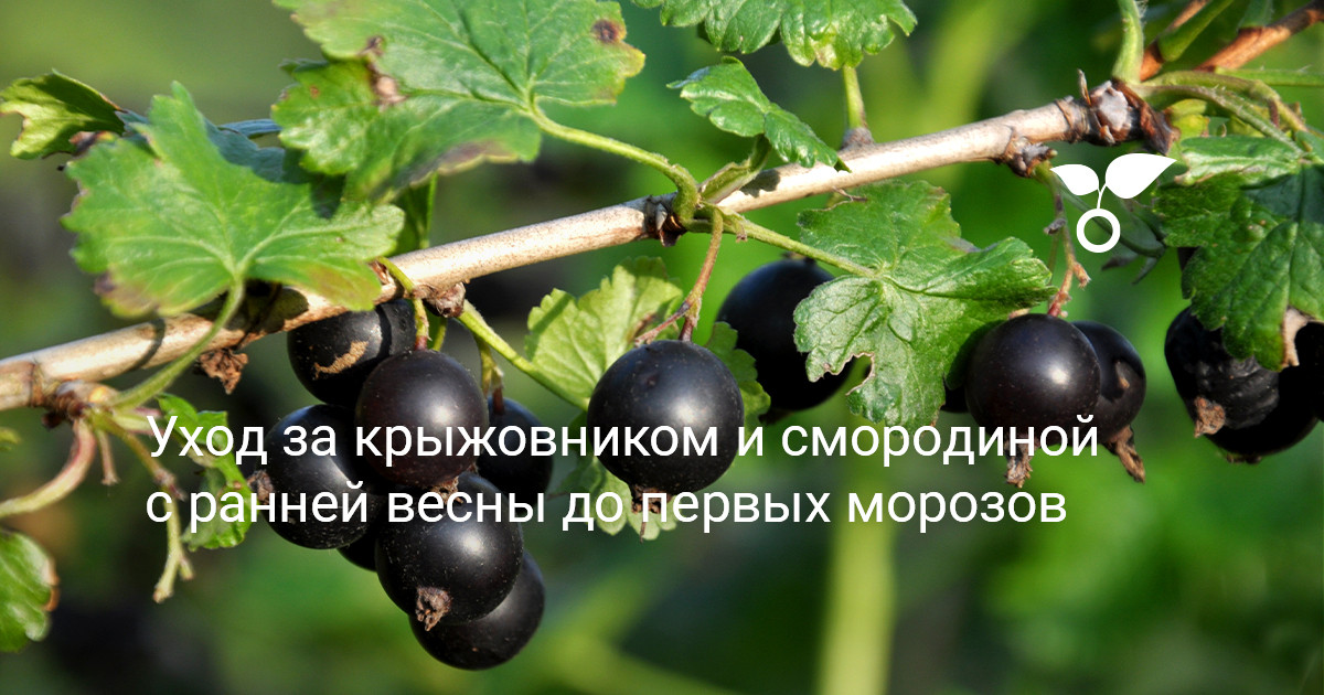 Уход за крыжовником и смородиной с ранней весны до первых морозов —Ботаничка