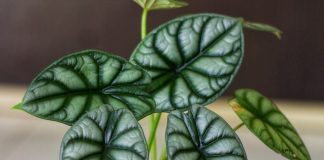 Алоказия — неимоверно эффектные листья в правильных условиях