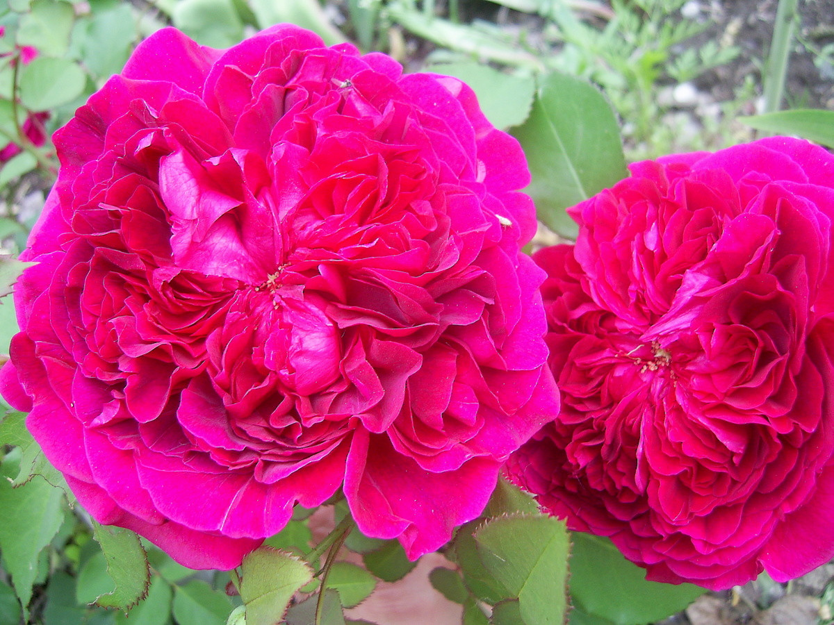 Английские и канадские розы в холодном климате. Сорта и уход. Фото —  Ботаничка