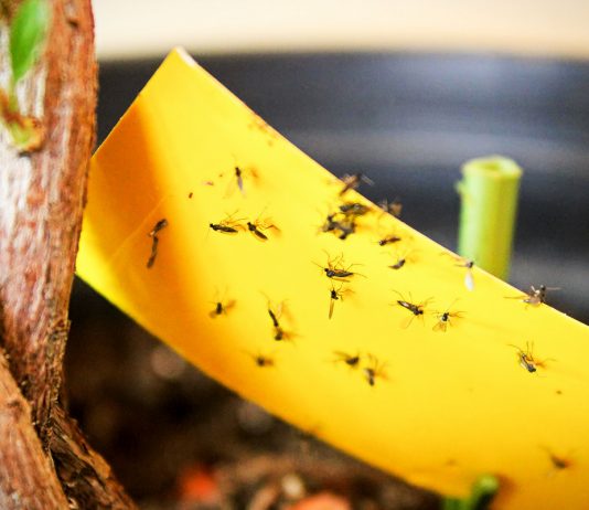Грибные комарики — как защитить комнатные растения и рассаду?