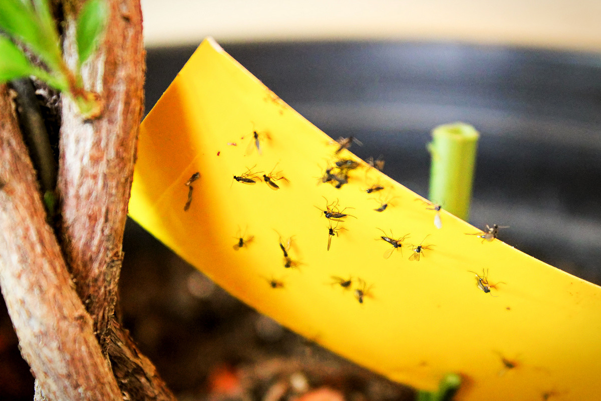 Вред, наносимый грибными комариками комнатным растениям
