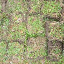 Дерновую землю получают из-под полевого дерна, нарезая на квадраты толщиной около 5 см