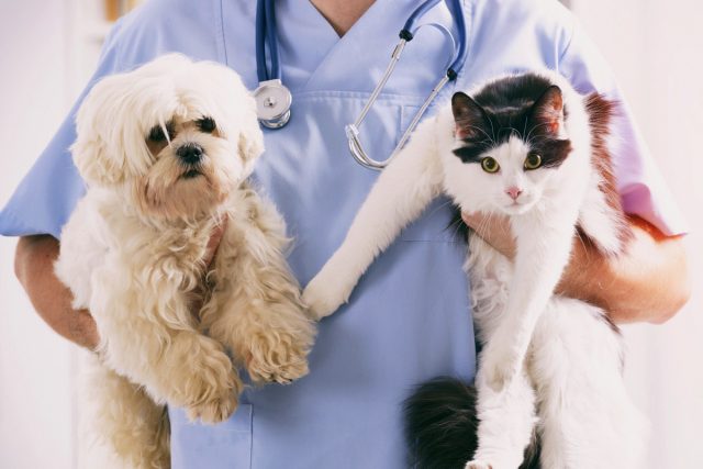 Обязательная вакцинация для домашних животных