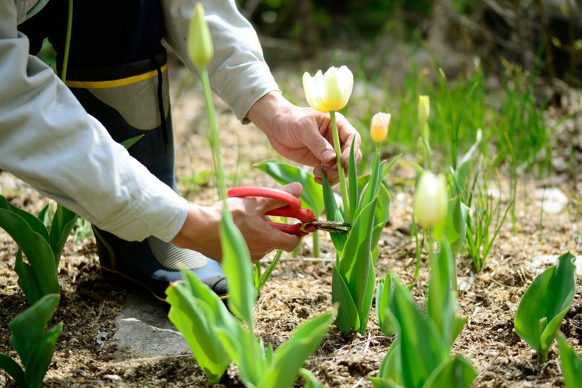 6 причин почему не цветут тюльпаны и как это исправить