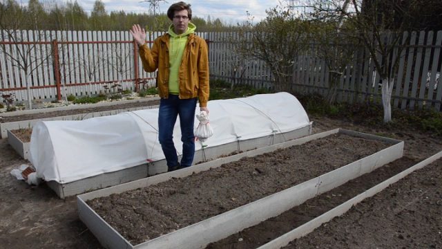 Посадка лука рассадным способом и севком: как получить крупные луковицы?
