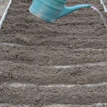 Полностью заделайте посаженные луковицы почвой. Затем хорошо пролейте всю грядку
