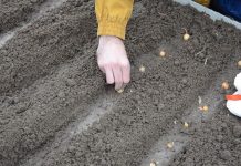 Сделайте борозды глубиной около 5-7 см. Пролейте борозды водой и высадите севок